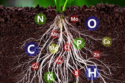Activation and Storage of Soil Nutrients by Humus Substances