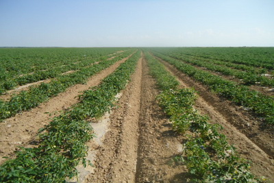 Different Effects of Humic Acid Series Products under Different Soil Conditions