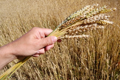 Different Sensitive Crops Have Different Effects on Yield Increase