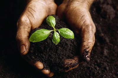 Humic Acid Comes From the Soil and Returns to the Soil