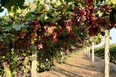 Importance of Potassium Fulvate in Grape Growth