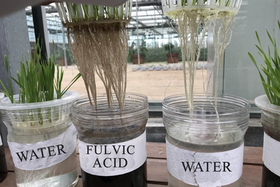 Which effect is good? Fulvic Acid Foliar, Compound, or Flush Fertilizer?