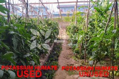 BRIEF: How to Use Potassium Humate and Fulvic Acid Series Products