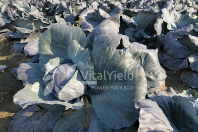 Humic Acid Enhances Crop Resistance