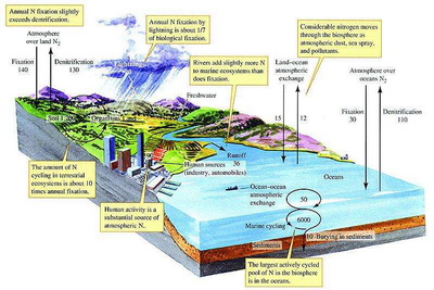 The Vital Functions of Humic Acid Substances in the Nitrogen Cycle