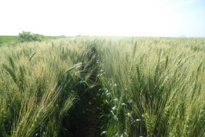 Fertilizing According to the Texture of the soil During the Spring Ploughing