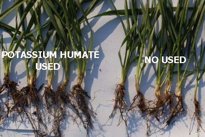 Humic Acid Substance Can Promote Root Growth in Crops