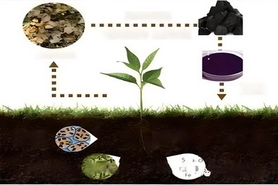 Biological Functions of Humic Acid Substances